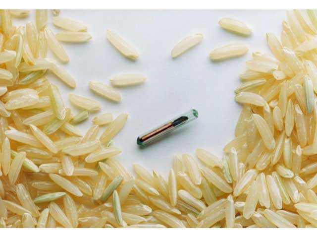 A chip along side grains of rice